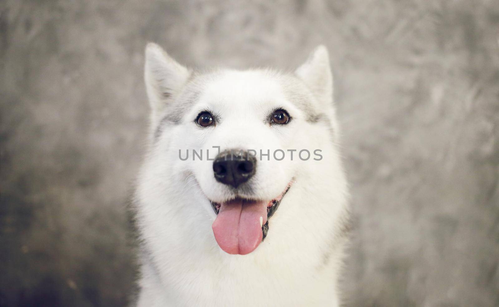 Happy muzzle of a dog siberian husky gray and white colors by selinsmo