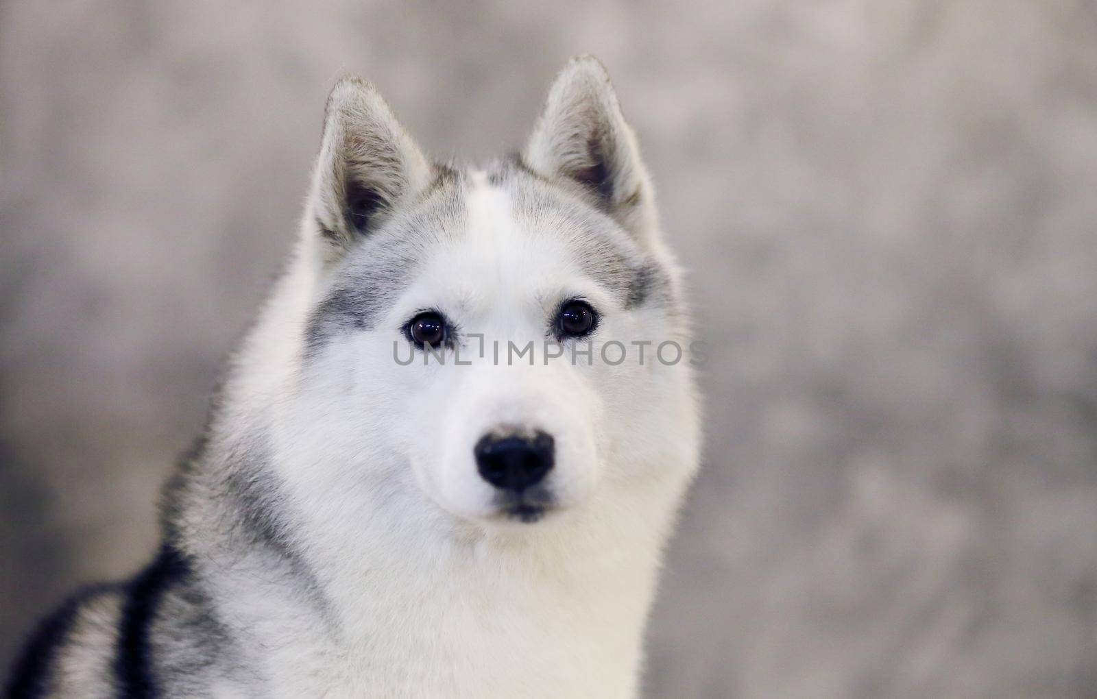 Serious look of a gray and white Siberian Husky dog. 