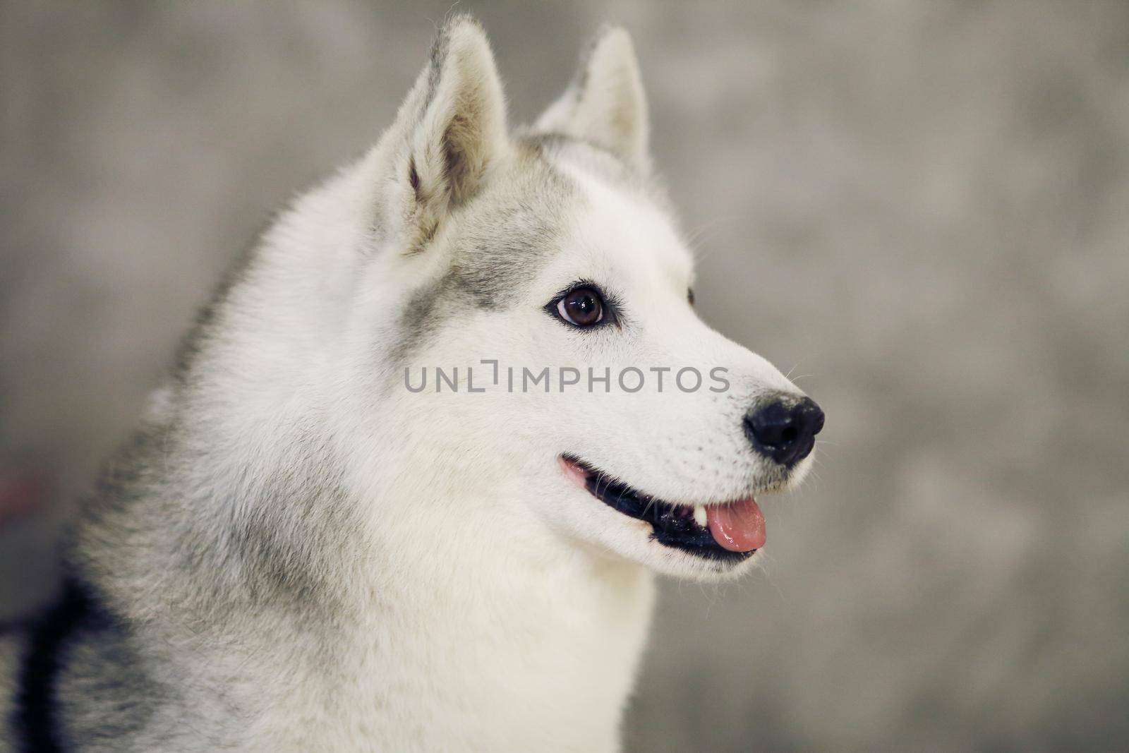 The muzzle of a dog Siberian Husky gray and white by selinsmo
