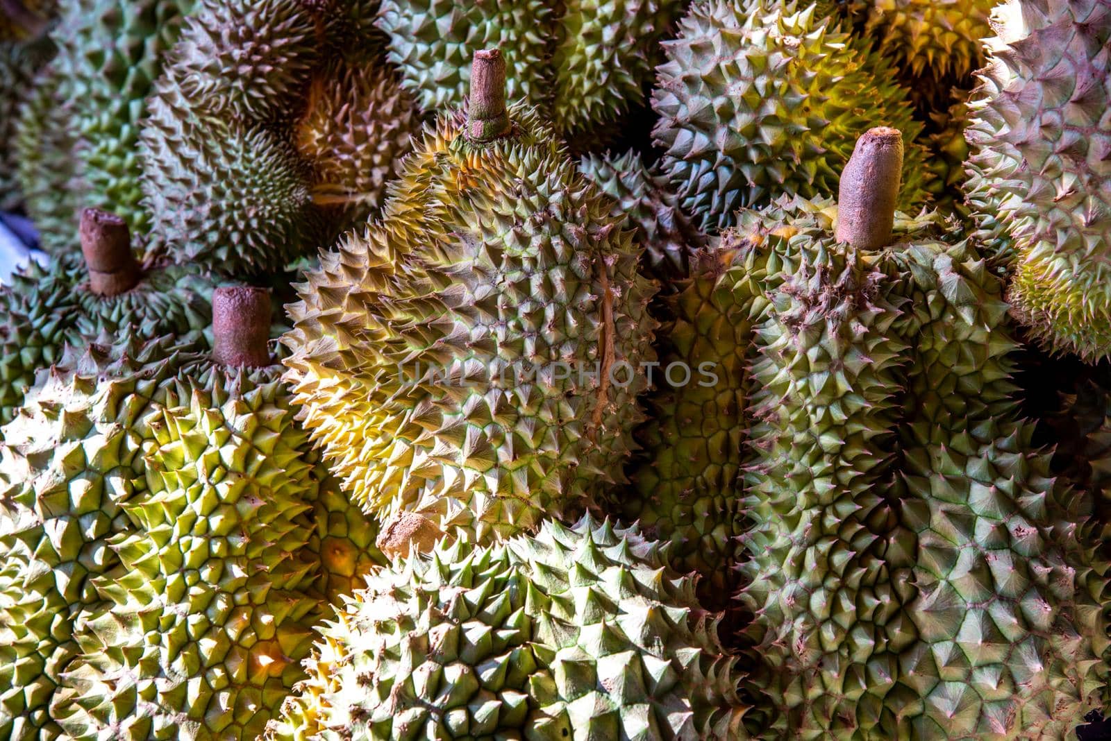 Group of fresh durians fruit prepare for sell in the durian market. thai fruit.