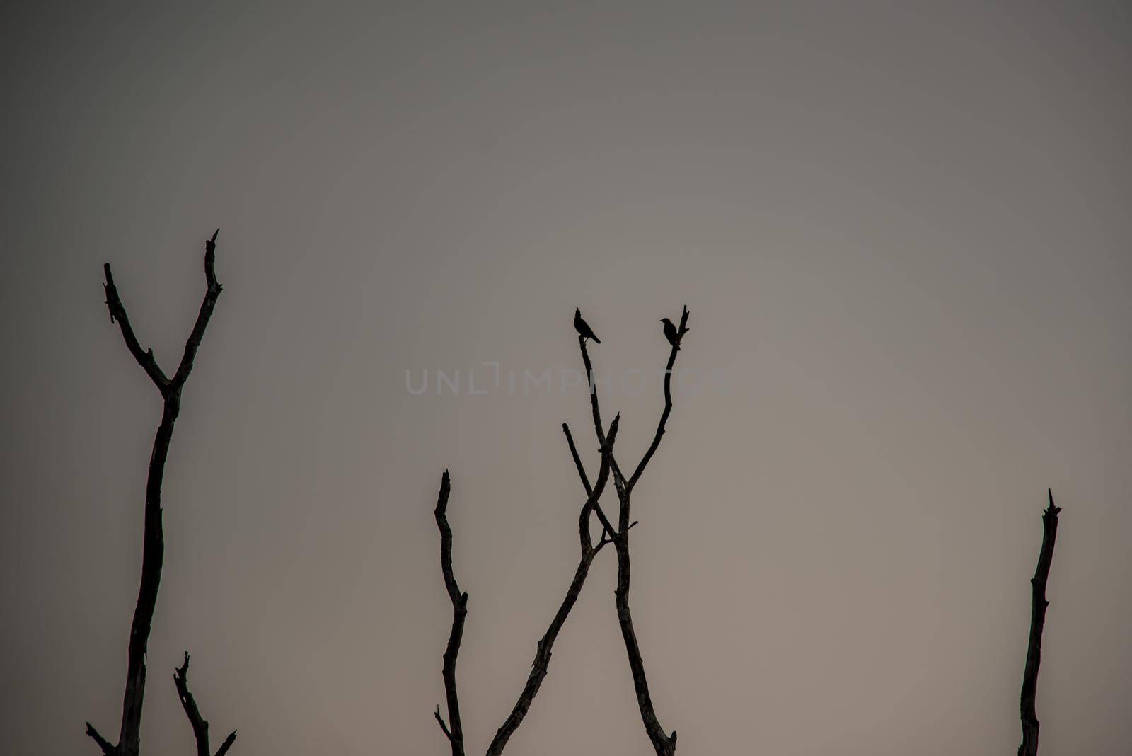 Portrait of landscape of sunset sky with dry tree in Bang Pra reservoir at Chonburi Province, Thailand