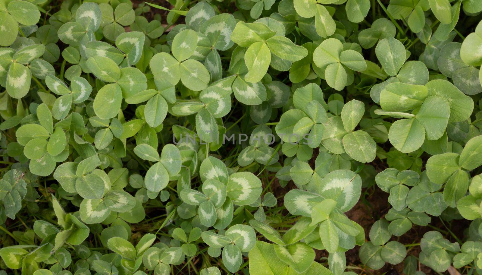 Green background of the four-leaf clover plant. An Irish traditional symbol. St. Patrick's Day.