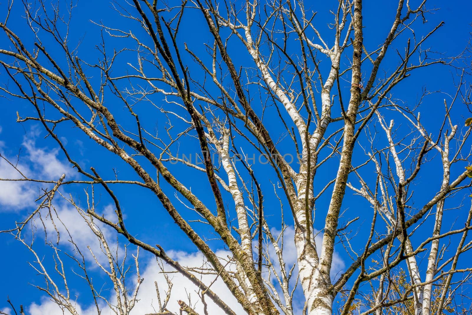 View into dry trees during spring against a blue sky. by MP_foto71