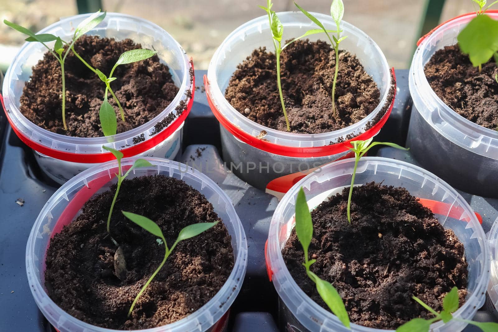 Garedning concept. Fresh green seedlings growing in small pots. by MP_foto71