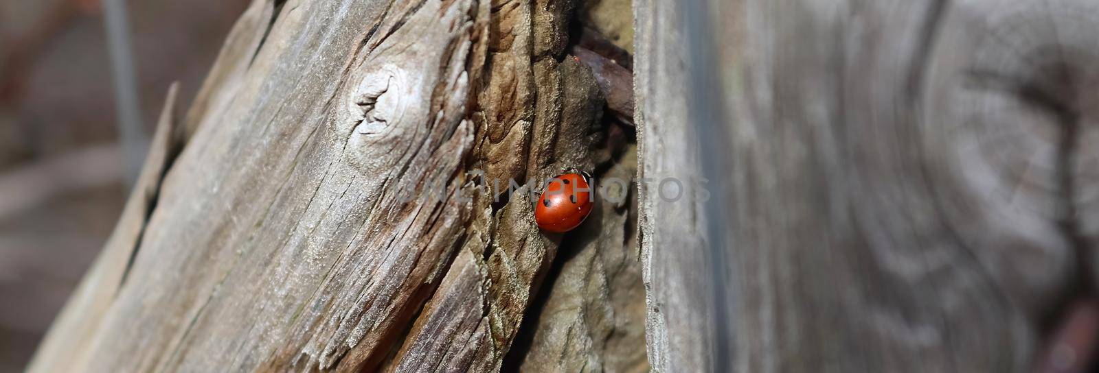 Selective focus macro of a red ladybug walking on weathered wood
