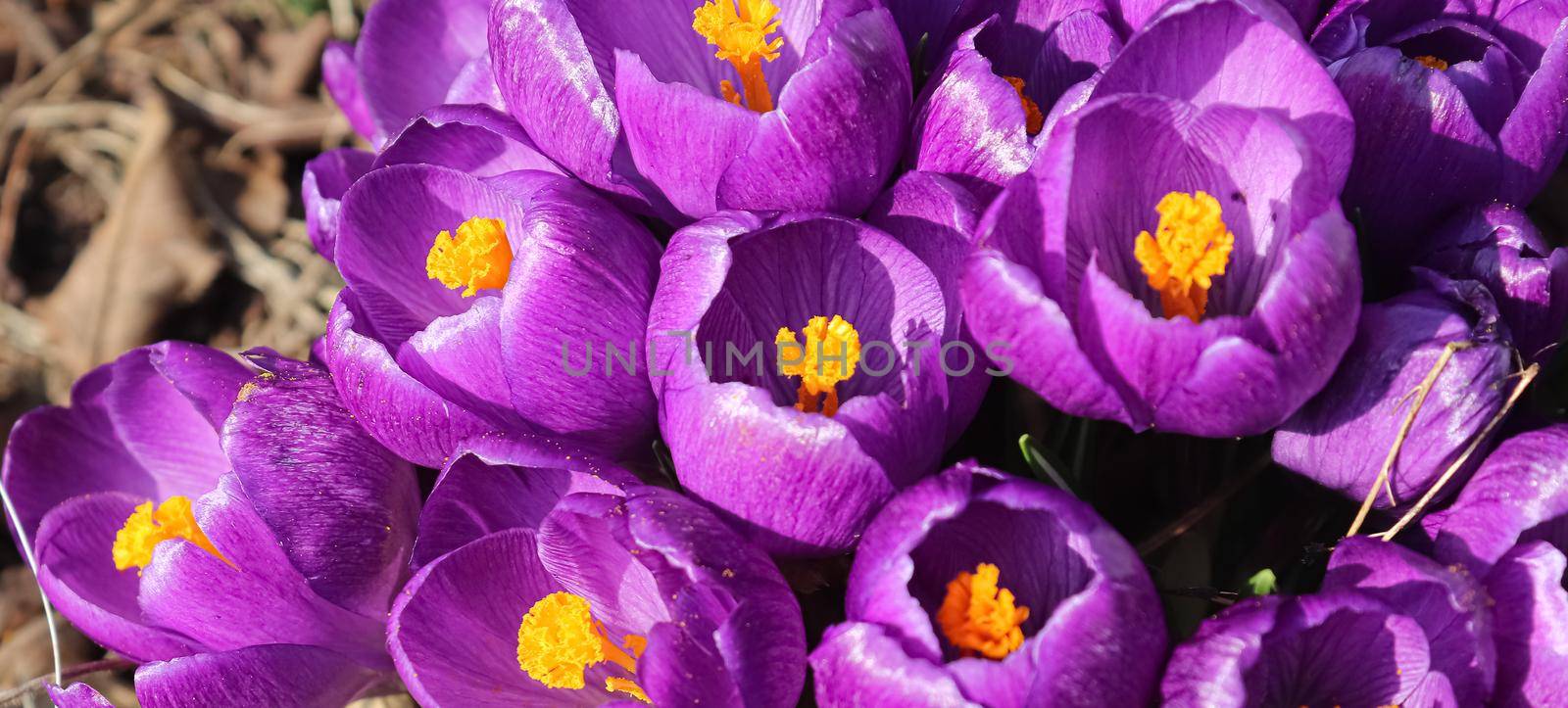 Purple crocus growing outside. View at magic blooming spring flowers crocus sativus. 