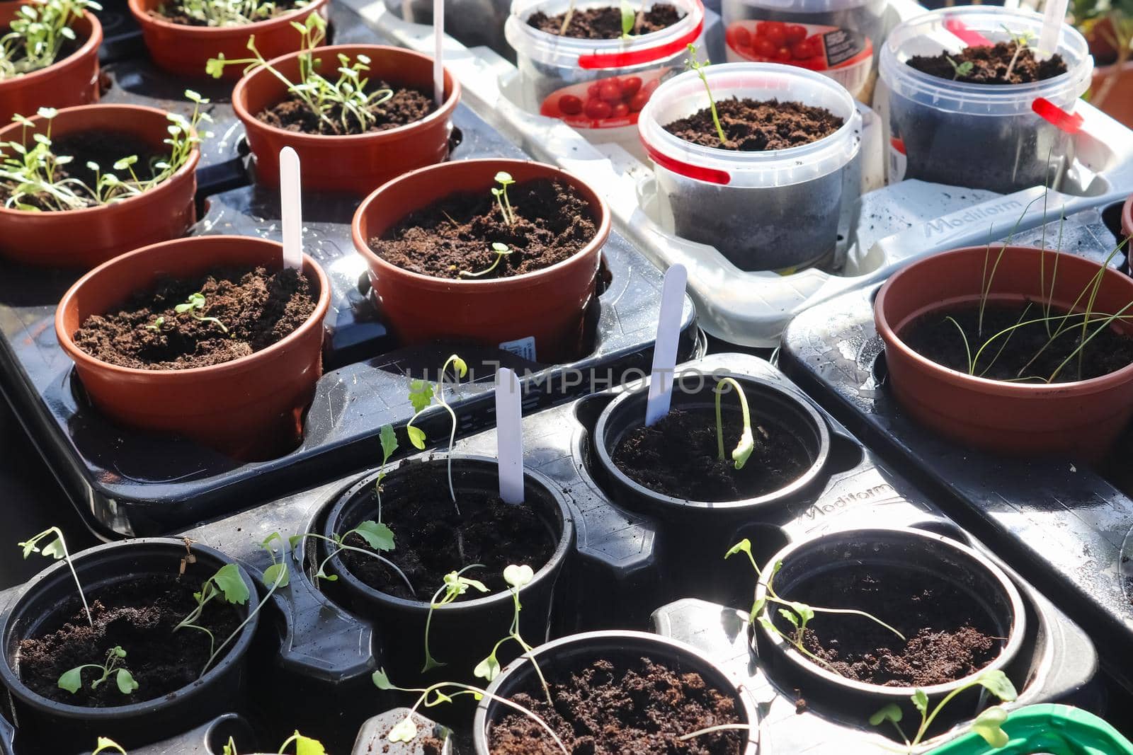 Garedning concept. Fresh green seedlings growing in small pots. by MP_foto71