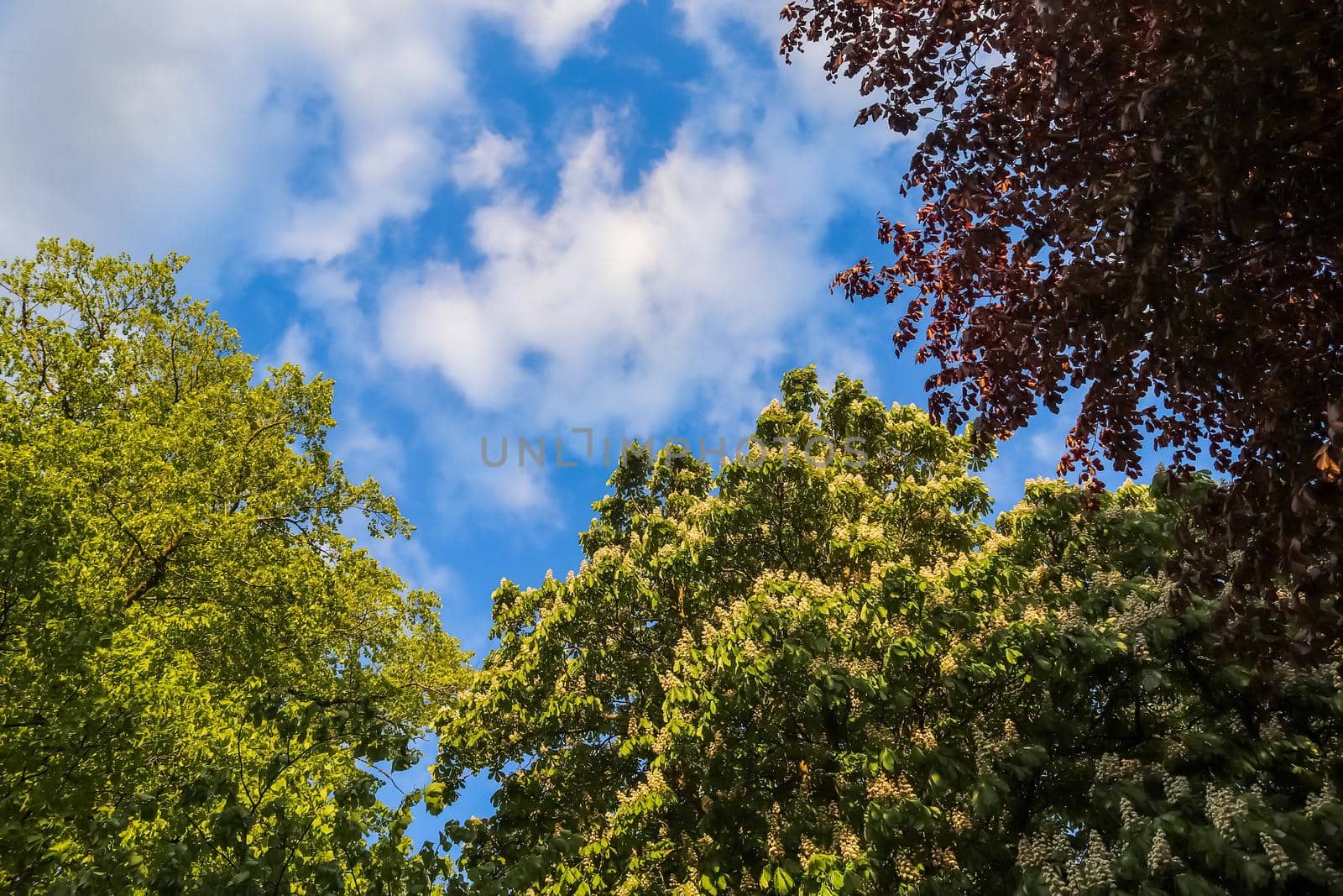 View into green trees in during spring with a blue sky