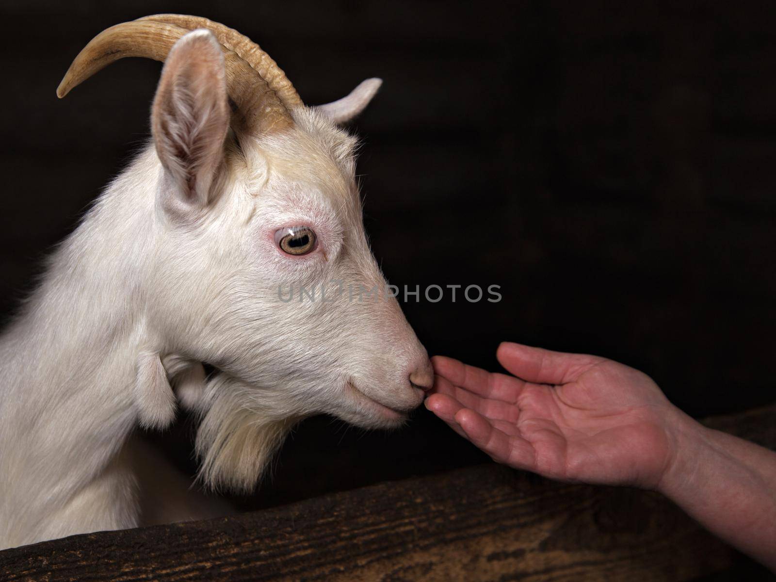 Goat with white hair, green eyes, brown horns, long ears .