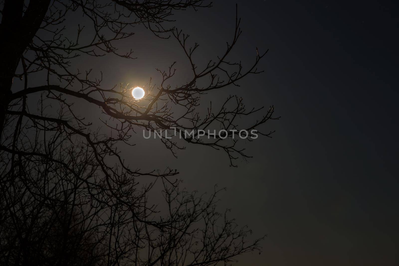 Full moon shines in night sky among tree branches.