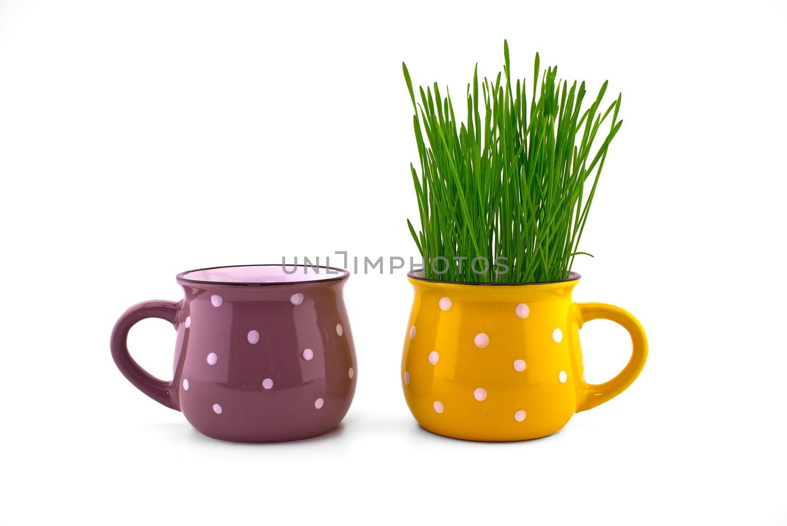 Wheat seedlings growing from yellow cup isolated on white background