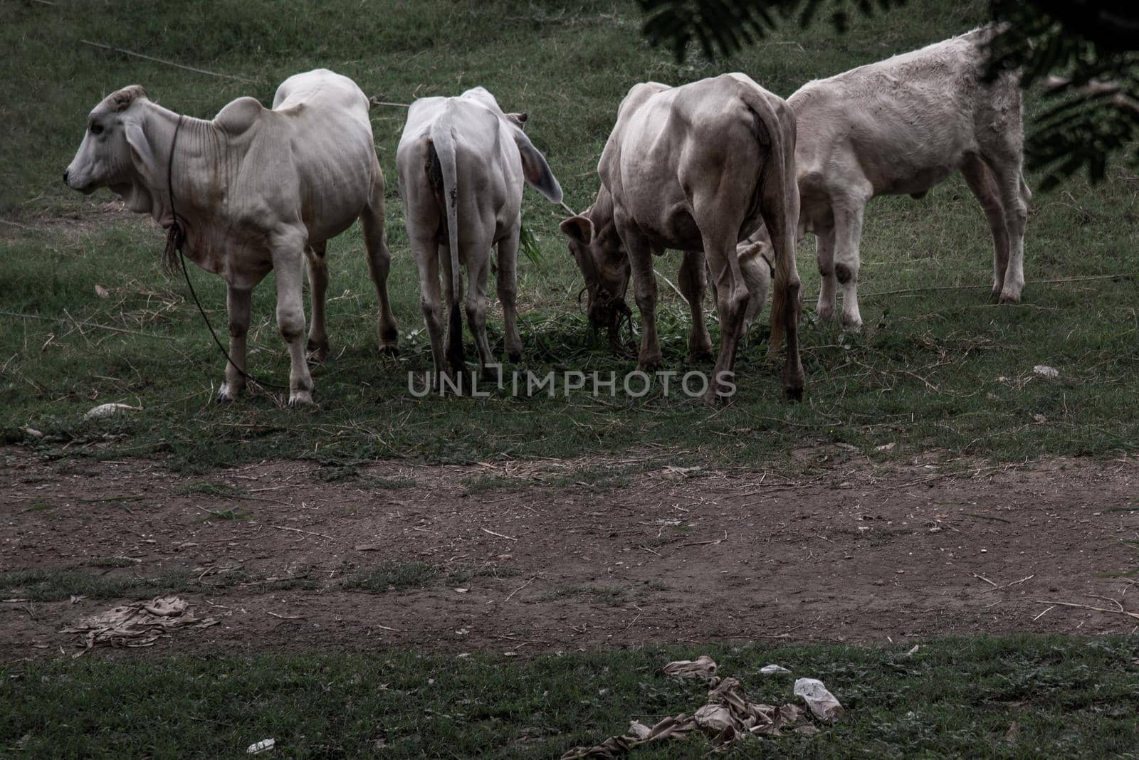 Herd of white cows on a field on a nite day in summer. copy space. Selective focus.