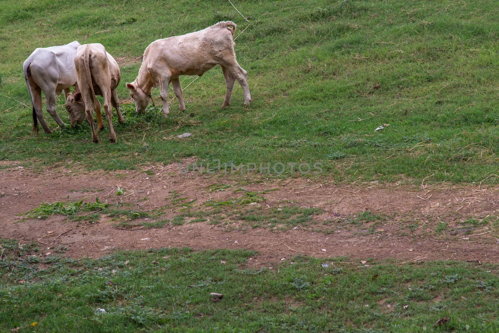 White cows on a field on a nite day in summer. copy space. Selective focus.