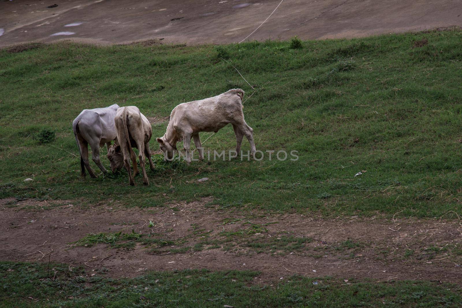 White cows on a field on a nite day in summer. copy space.