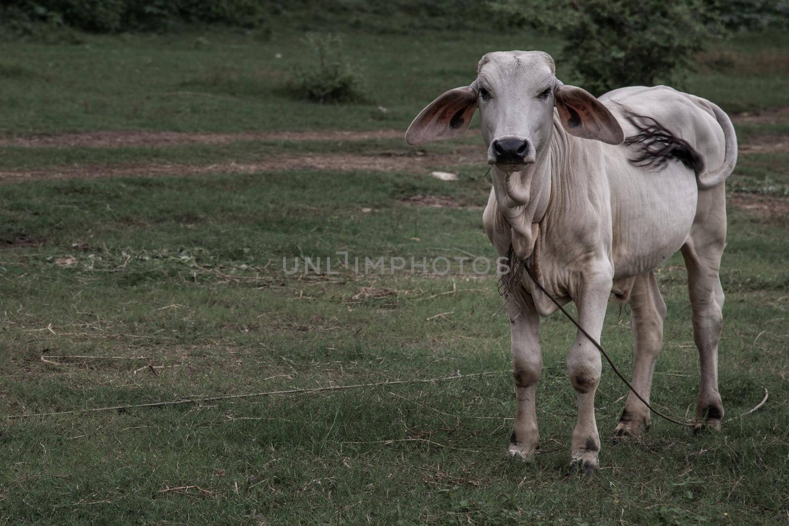 white cows on a field on a nite day in summer. copy space. Selective focus.