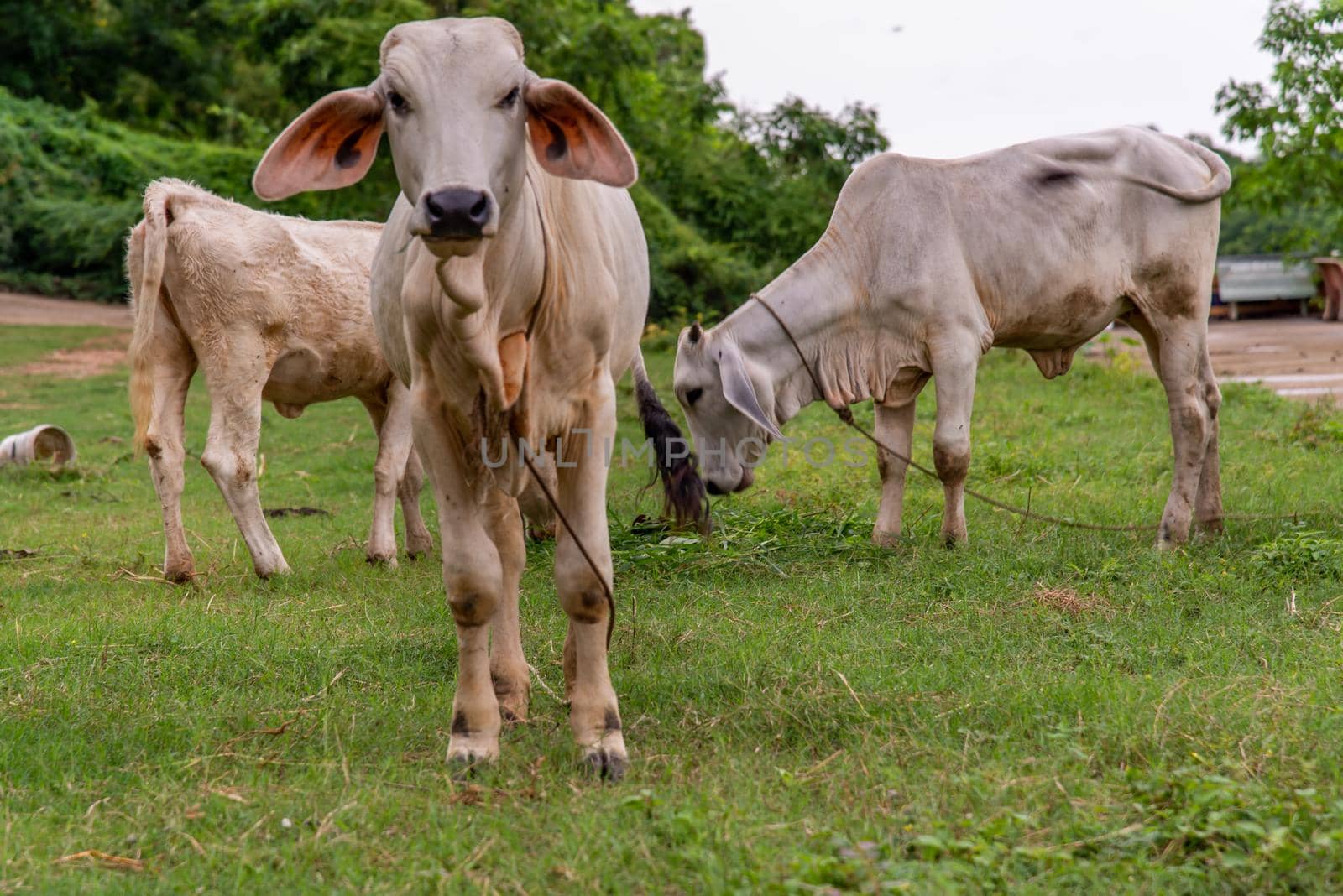 Herd of white cows on a field on a nite day in summer. copy space. Selective focus.