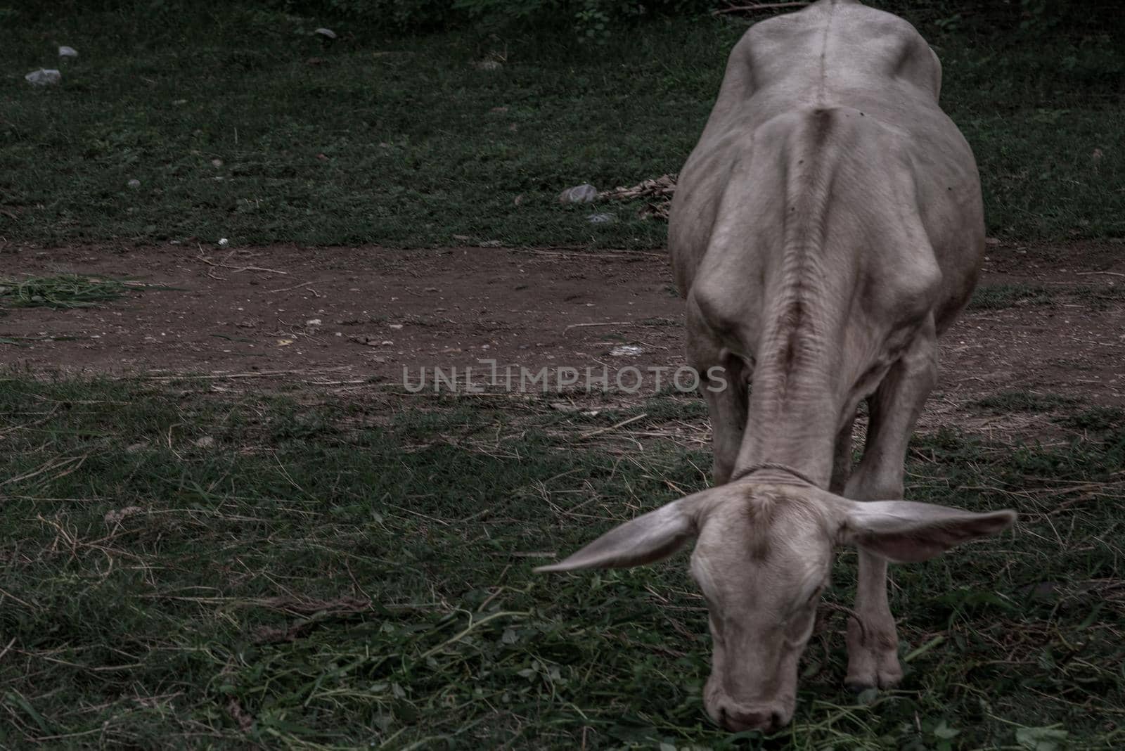 white cows on a field on a nite day in summer. copy space. Selective focus.