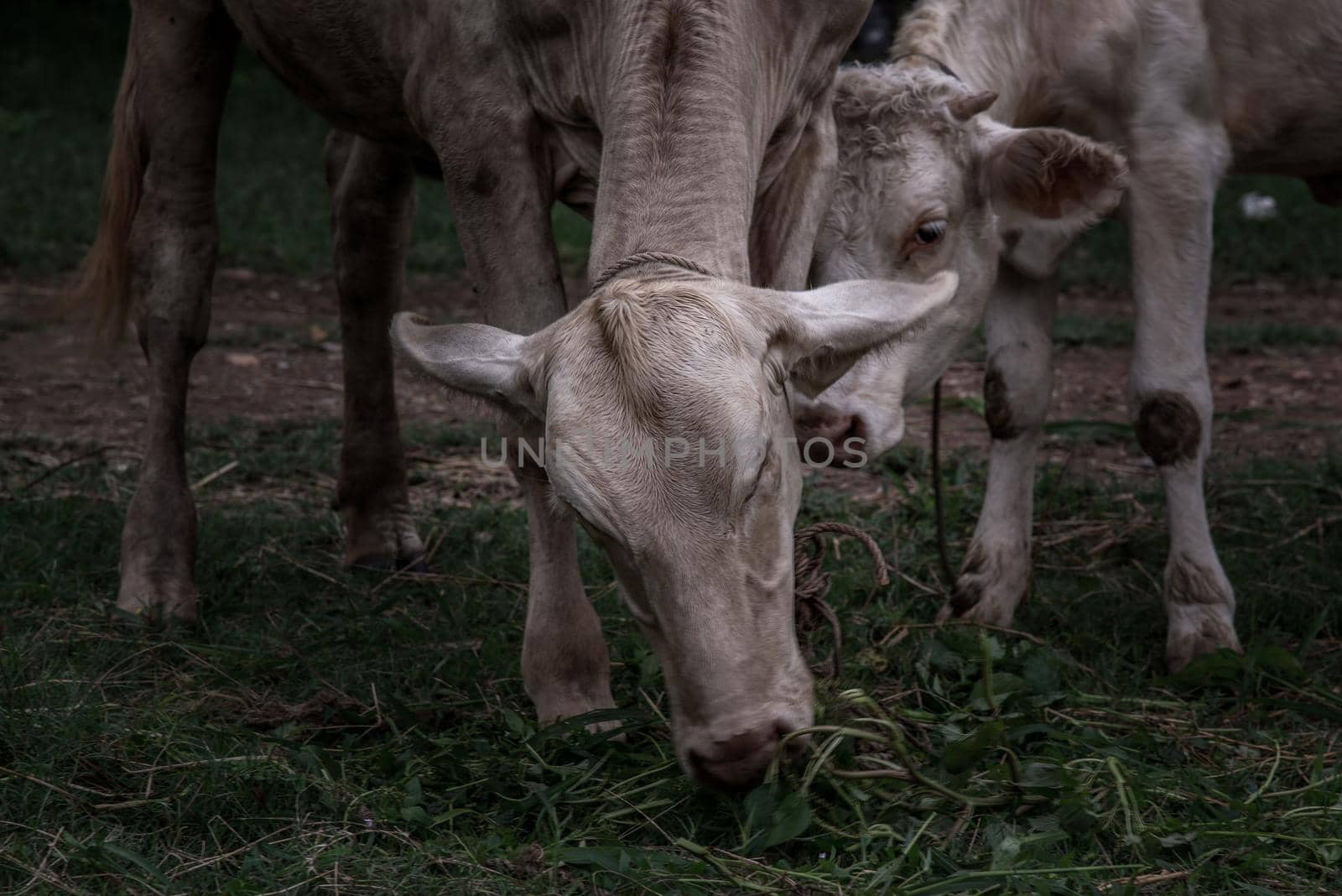 White cows on a field on a nite day in summer. copy space. Selective focus.