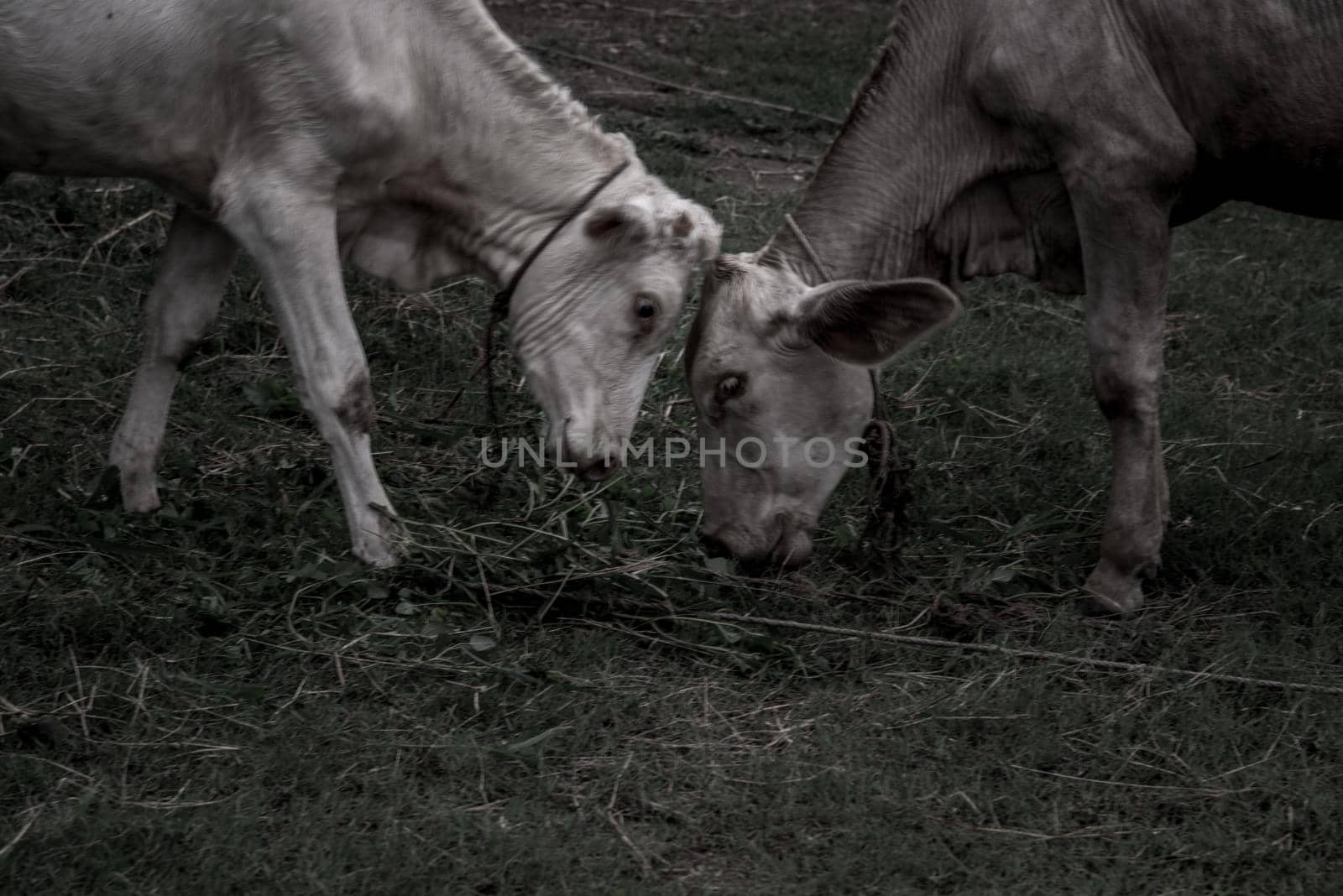The battle of white cows collided on a field on a nite day in summer. copy space. Selective focus.