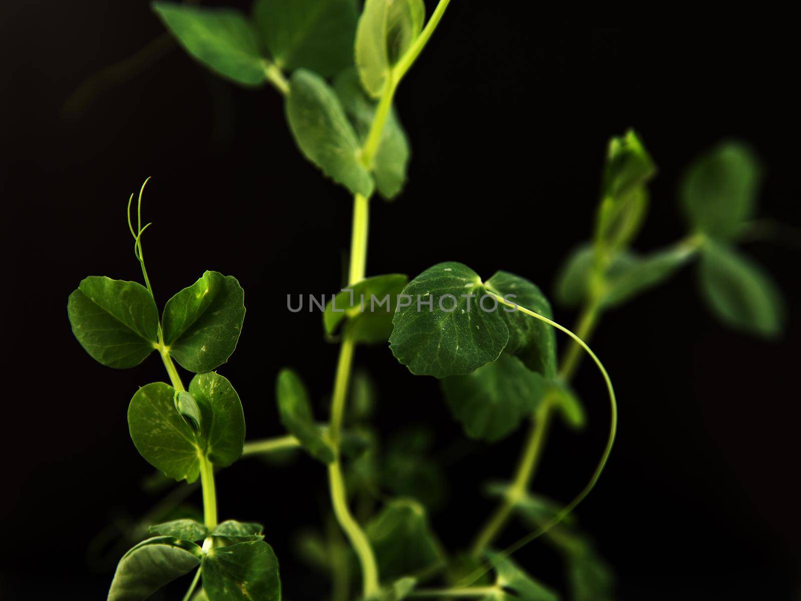Green pea sprout on black background. Selective focus
