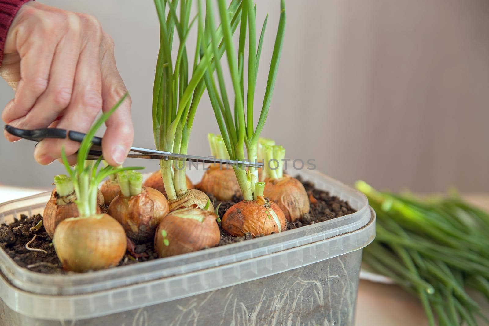 Green onion feathers growing in box with ground cut with scissors. Selective focus