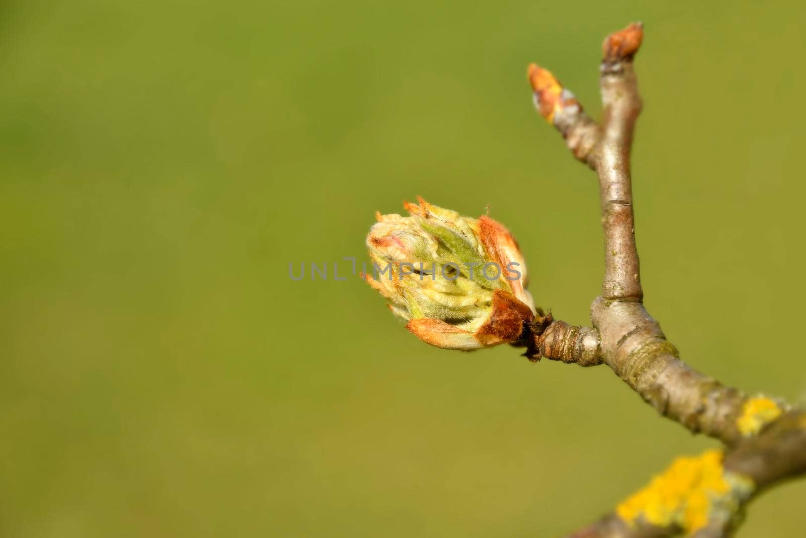 apple blossom bud spring in Germany
