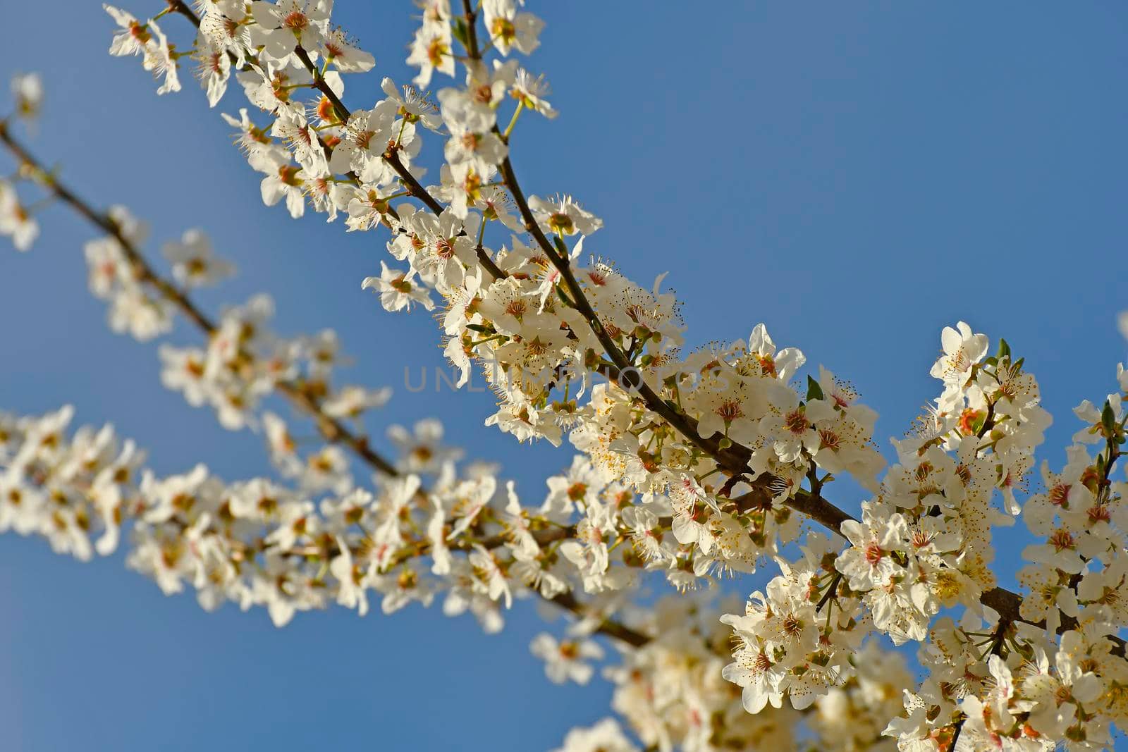 wild mirabelle blossom in springtime on a blue sky by Jochen