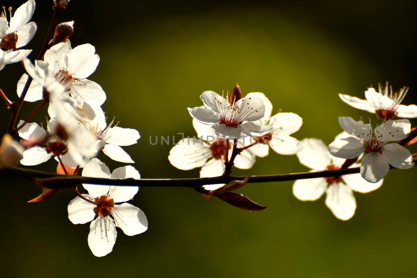 wild mirabelle blossom in springtime by Jochen