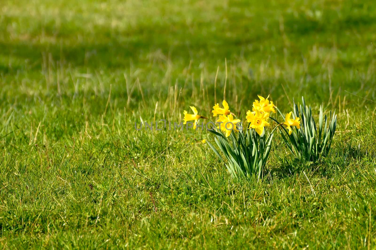 daffodil flowers in spring in Germany by Jochen