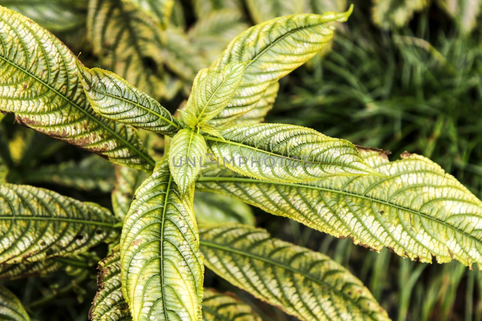 Strobilanthes dyeranus plant in the garden in winter