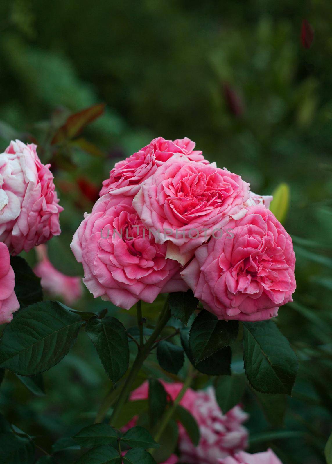 Pale-pink rose flowers on stem with green leaves against green grass on cloudy summer day. Selective focus