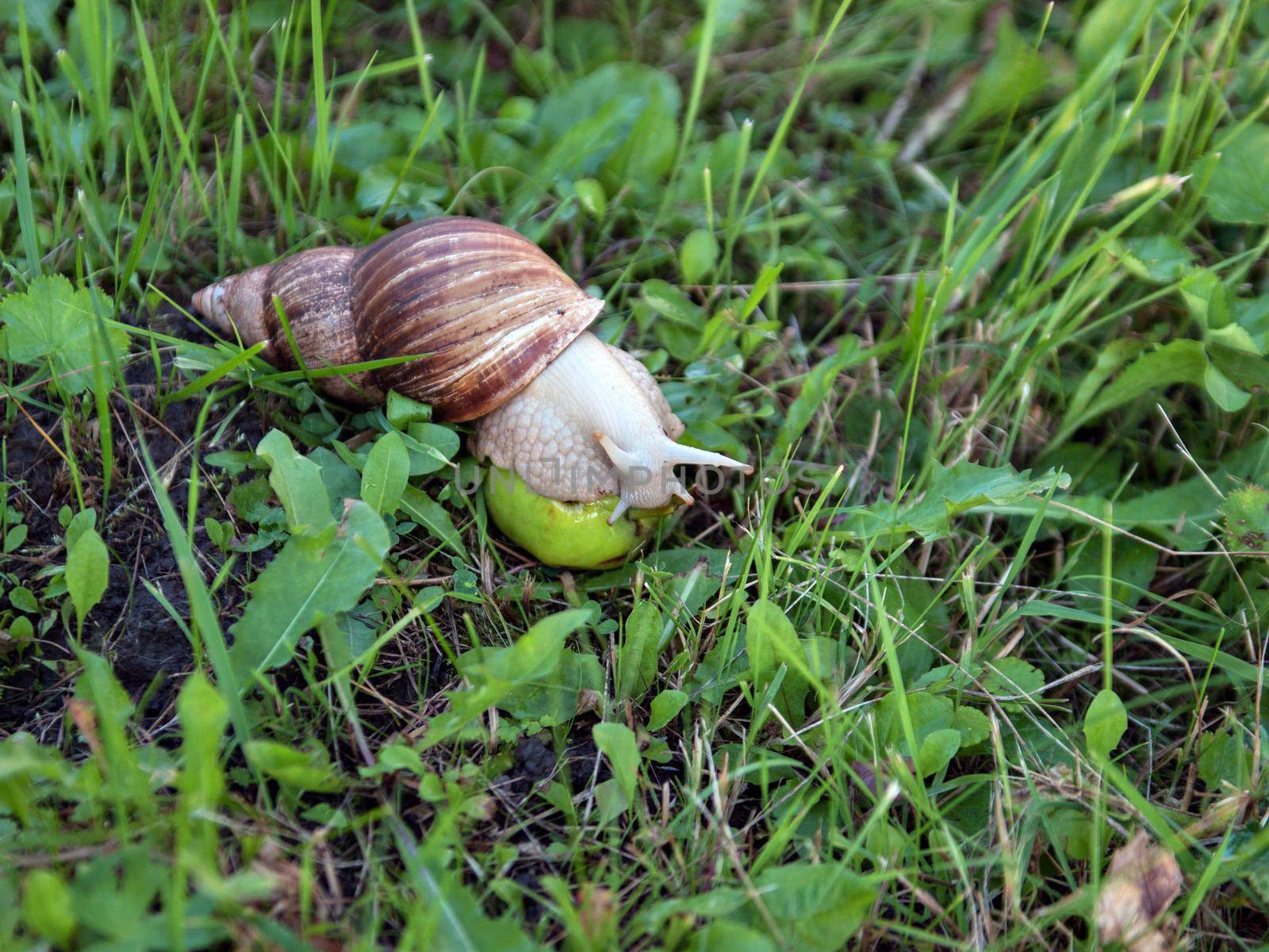 Snail on apple among green grass in summer. Selective focus