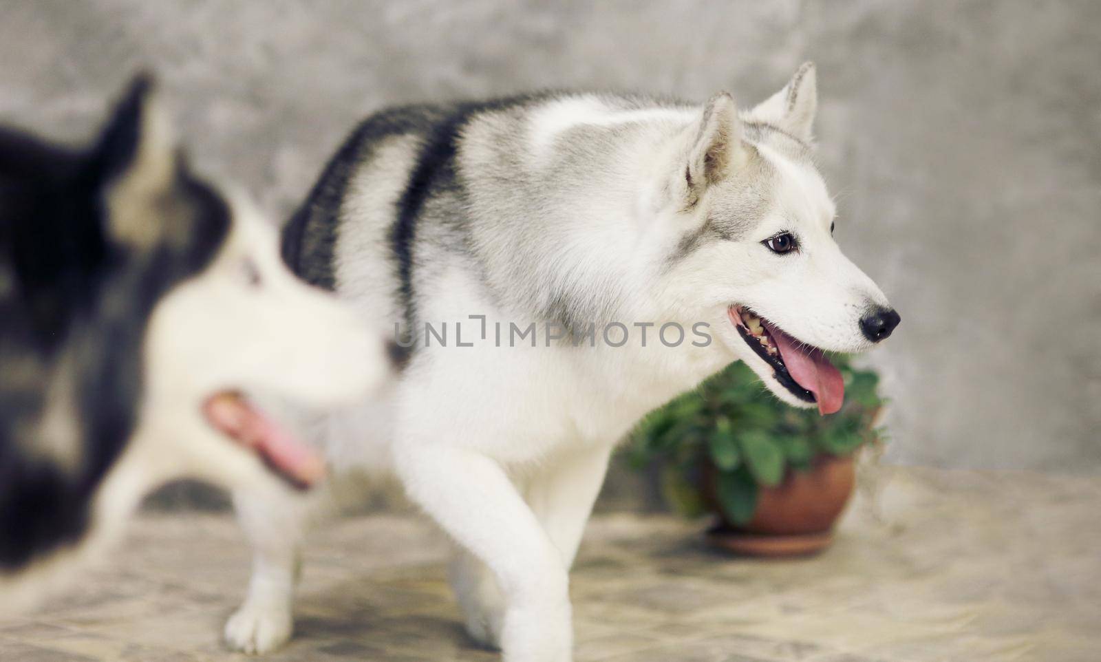 Siberian husky dogs of gray and white colors on a gray background by selinsmo