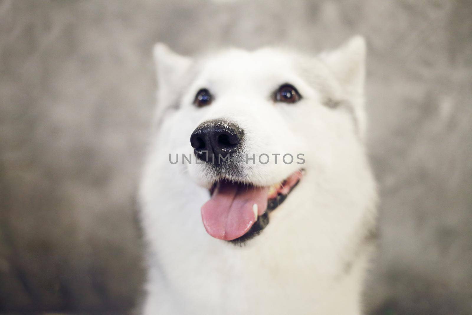 The nose of a happy Siberian Husky dog of gray-white color by selinsmo