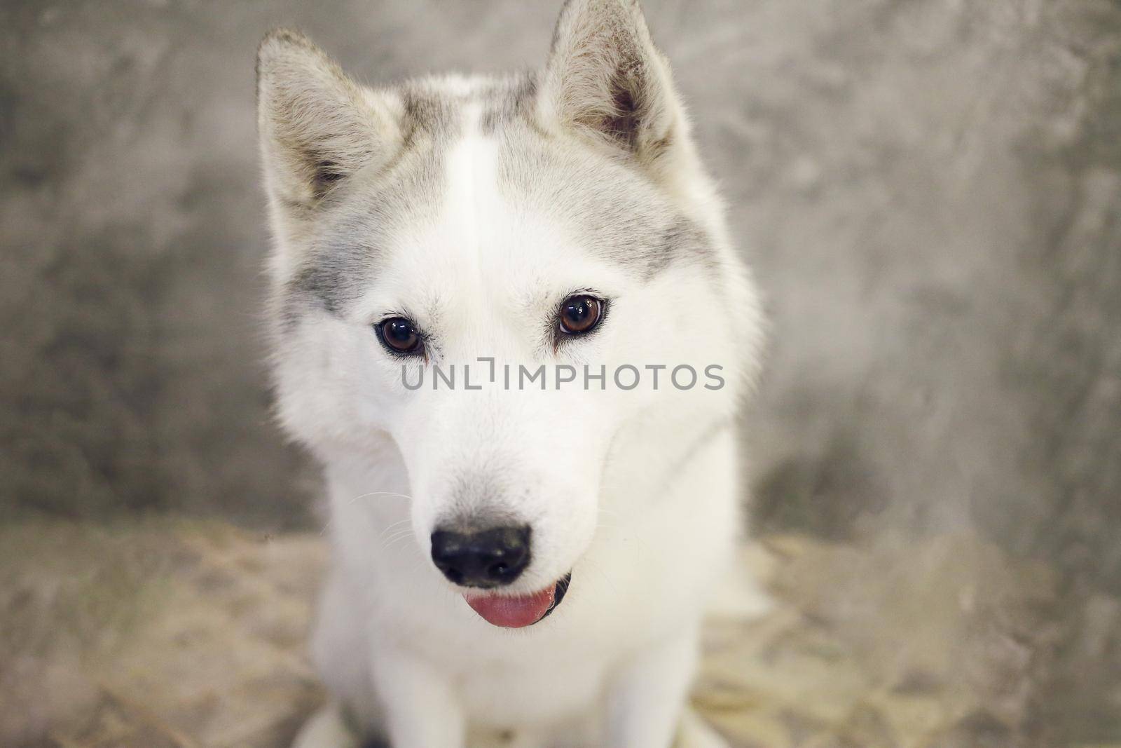 The muzzle of a dog Siberian Husky gray and white. 