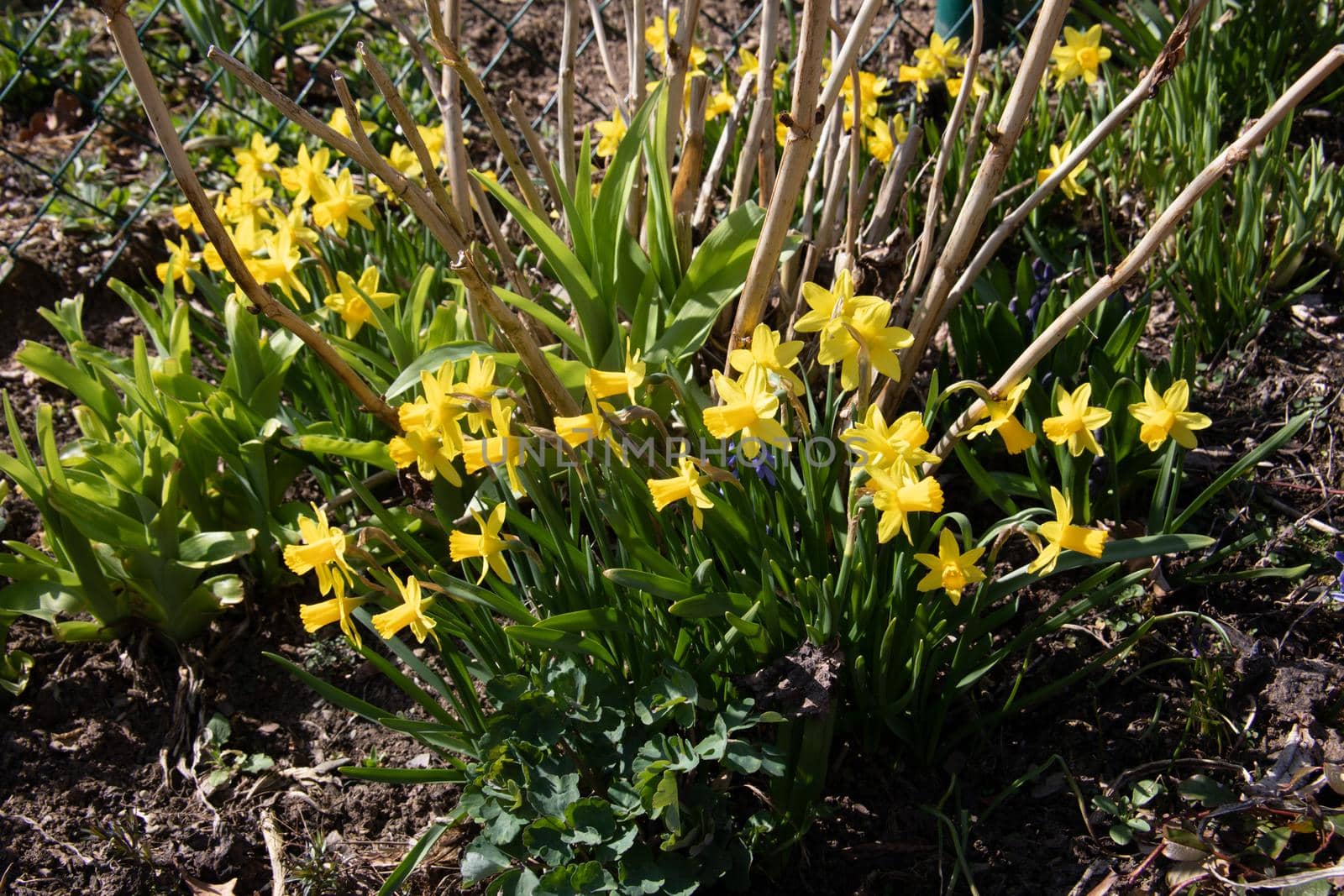 yellow daffodils bloom for Easter