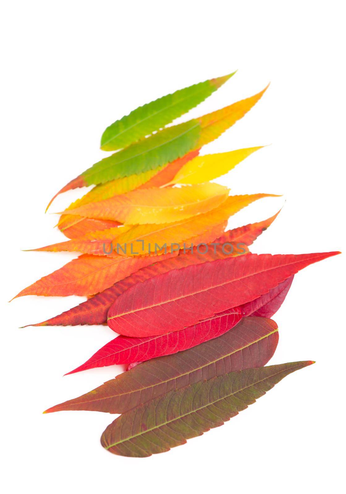 autumn leaves palette colorful fall leaf background by aprilphoto