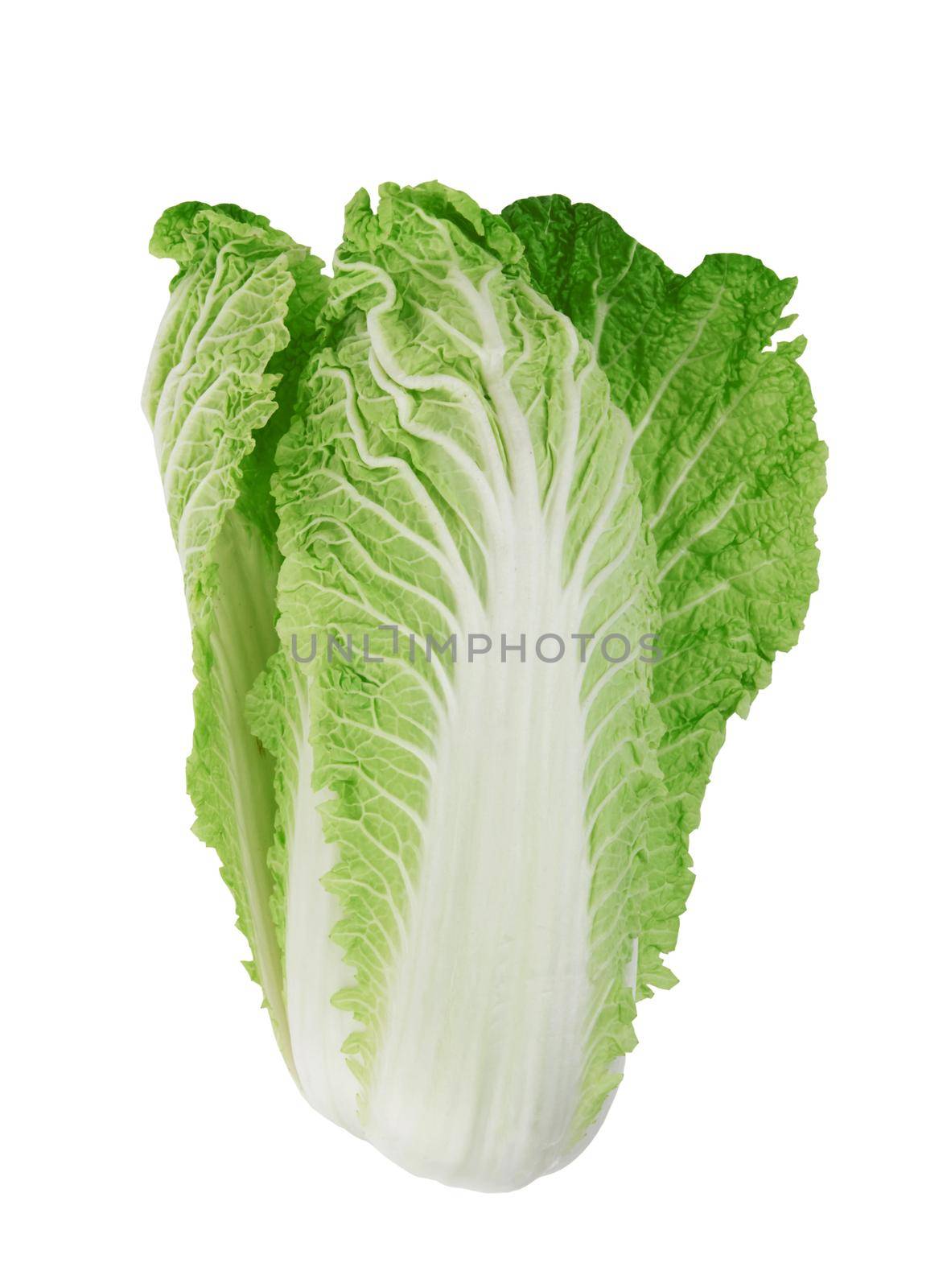 Chinese cabbage on white  by pioneer111