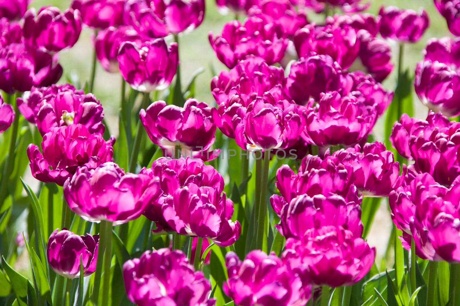 Lots of bright purple tulips