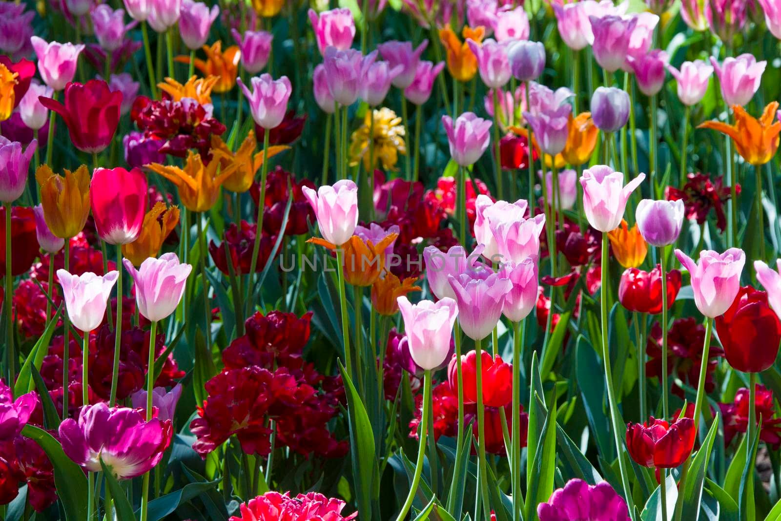 Many bright multi-colored tulips