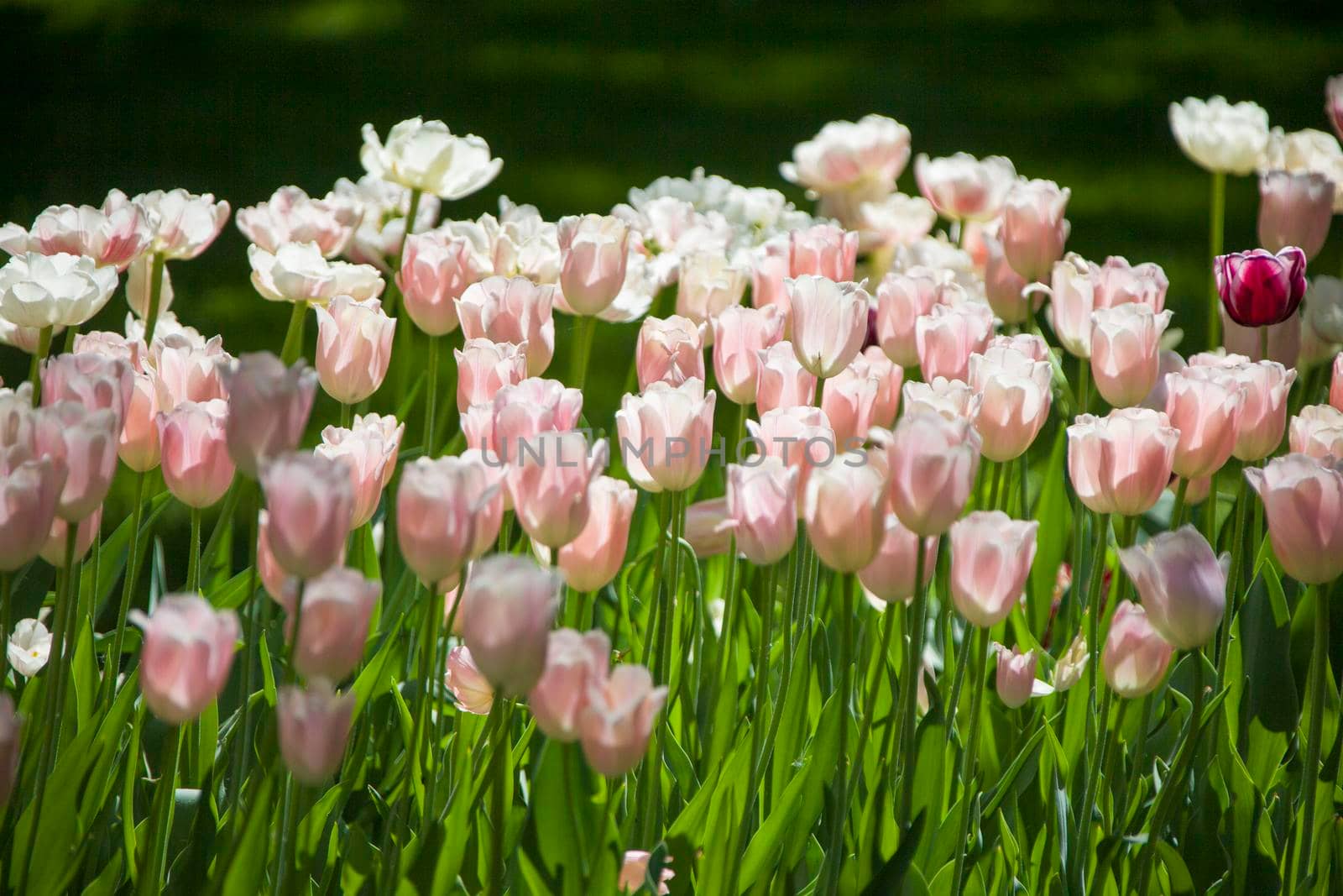 Many bright gently pink tulips