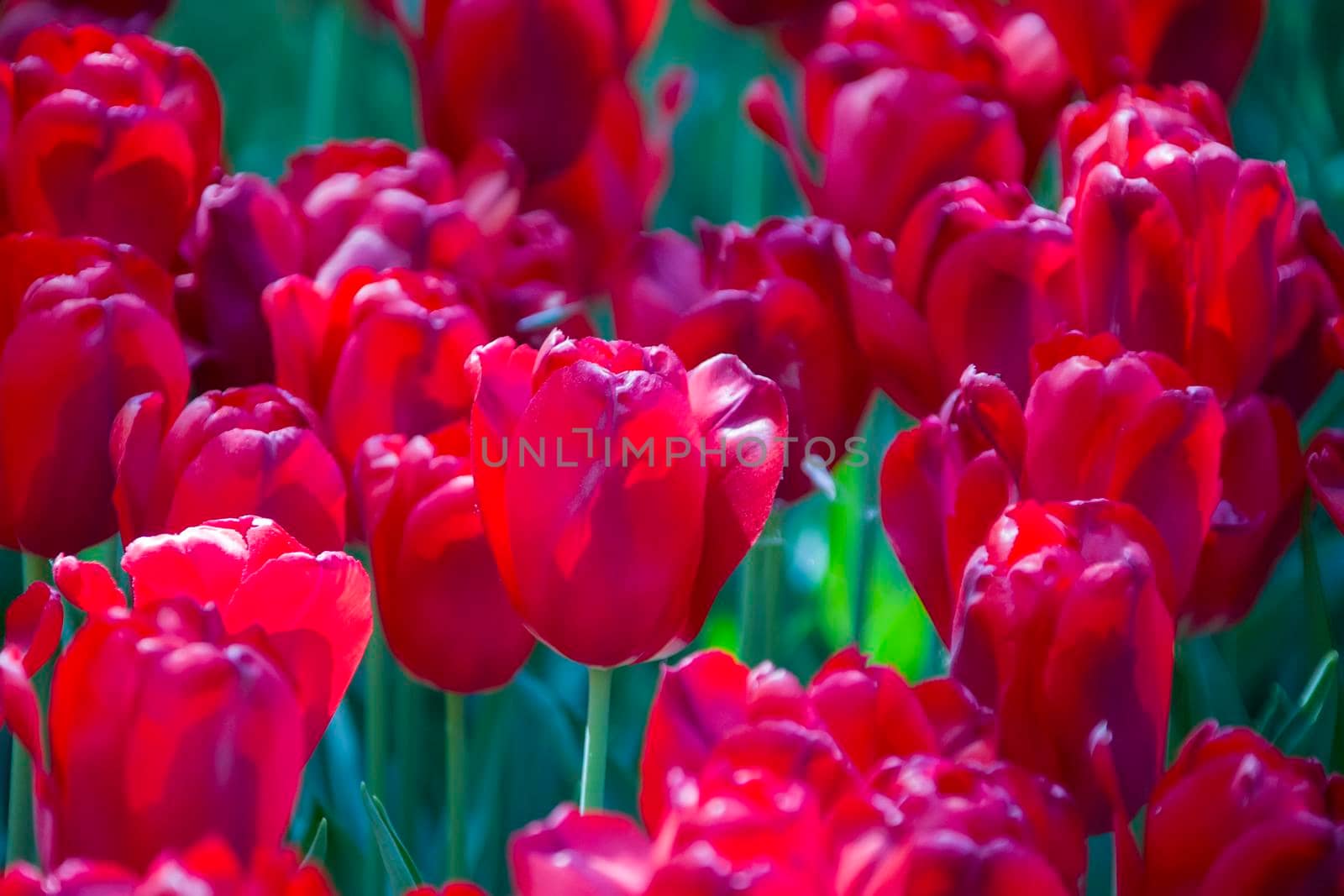 Lots of bright purple tulips