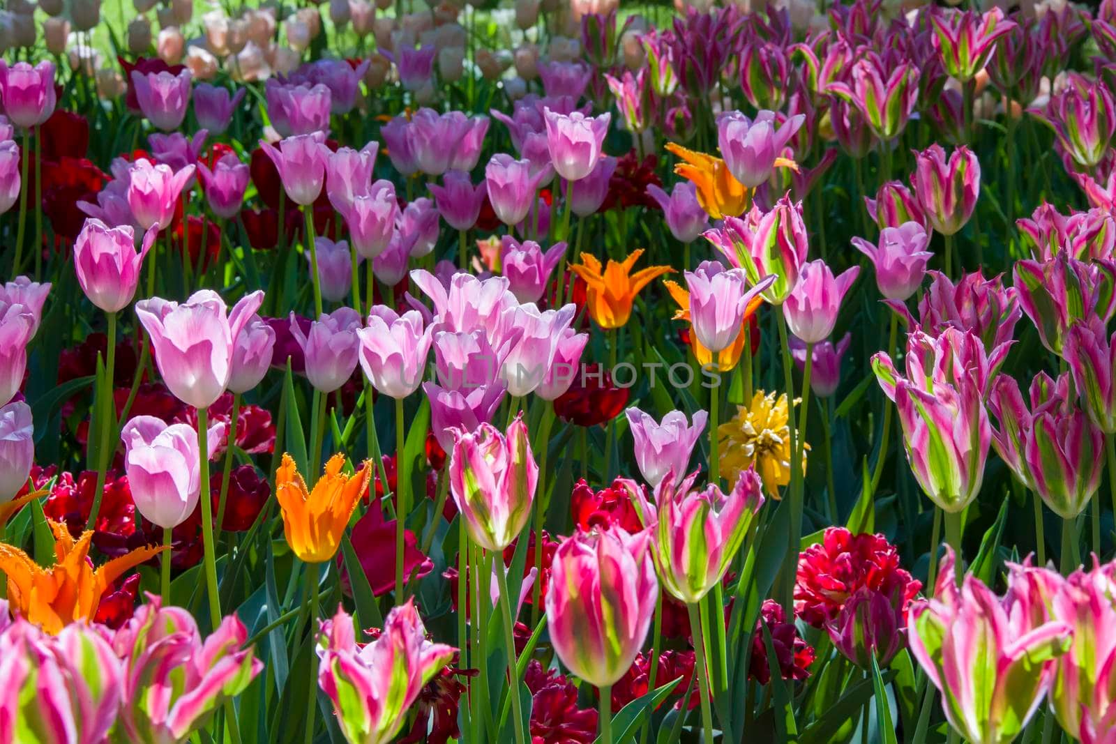 Many bright multi-colored tulips