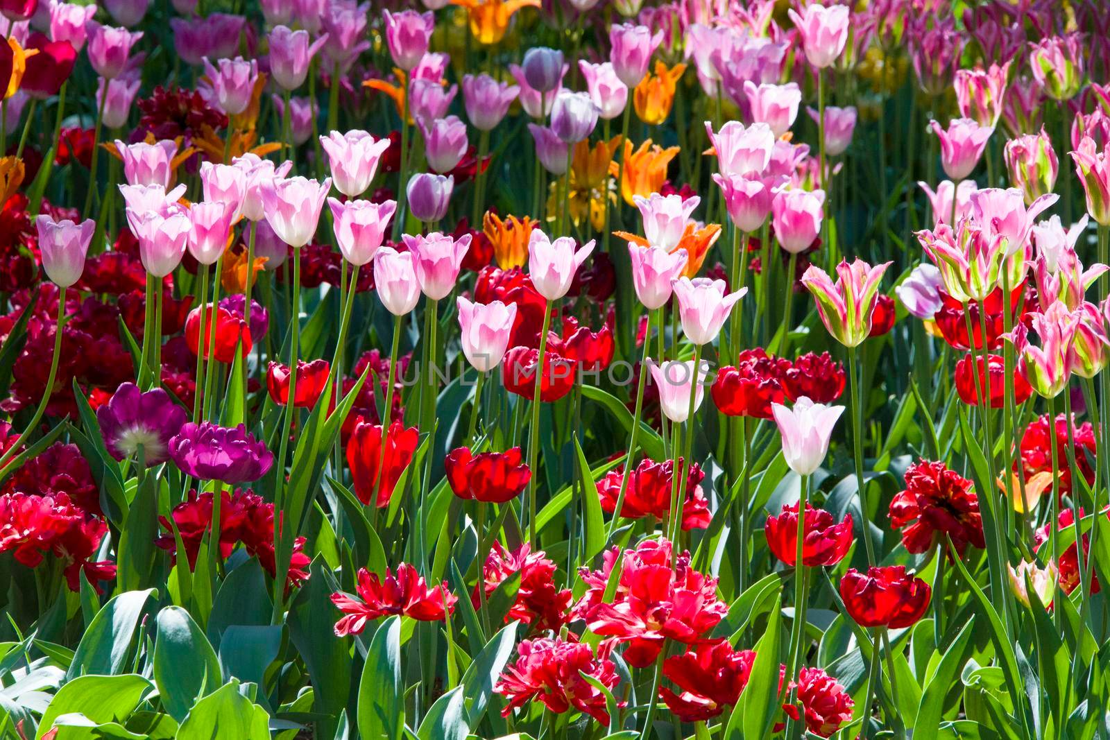 Many bright multi-colored tulips