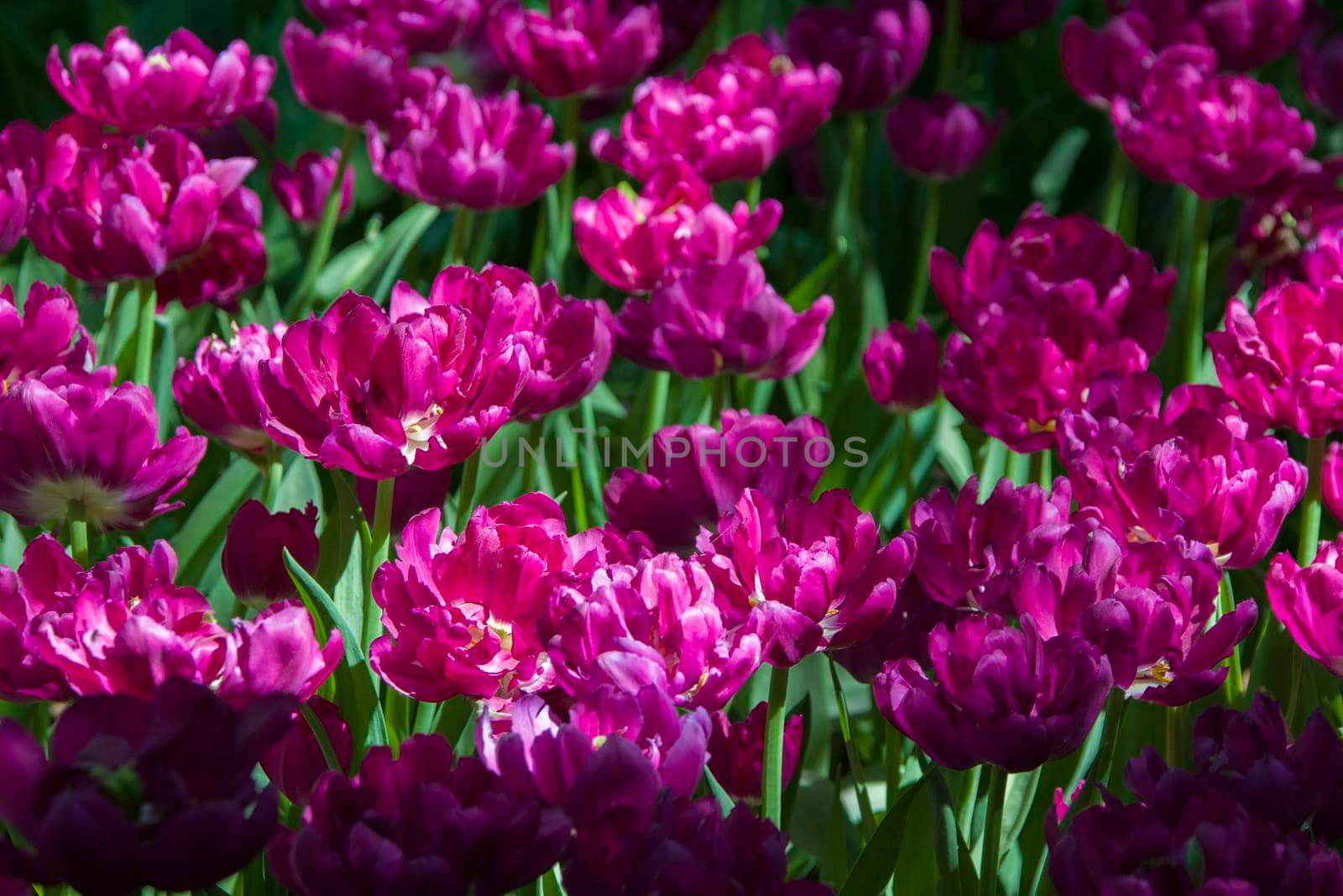 Lots of bright purple tulips
