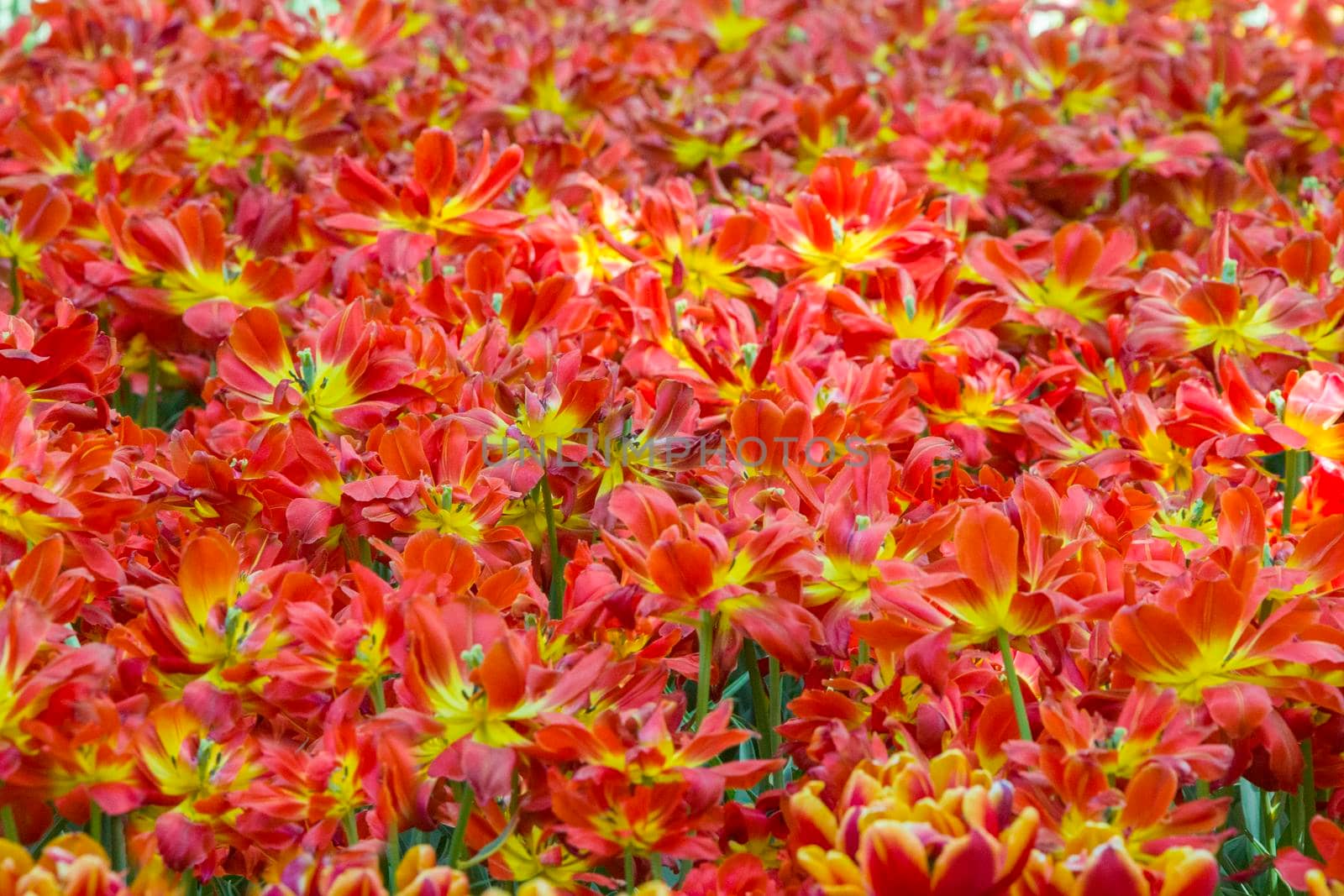 A lot of tulips. Flower carpet