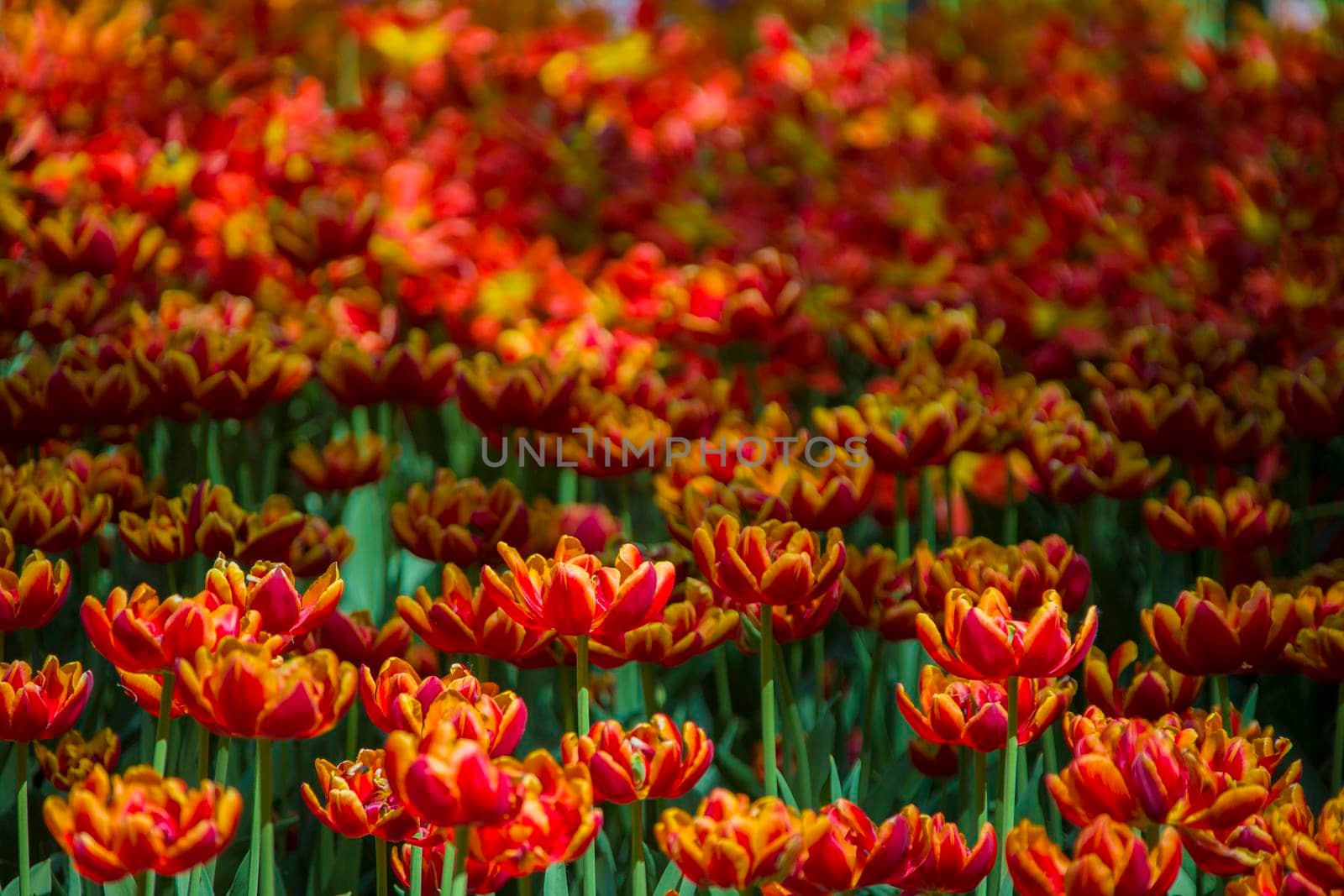 Many bright multi-colored tulips