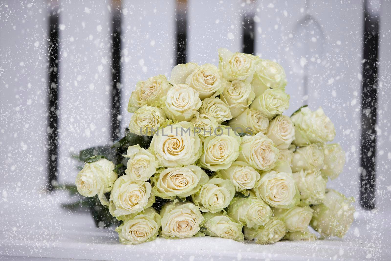 A bouquet of white roses snow white snow