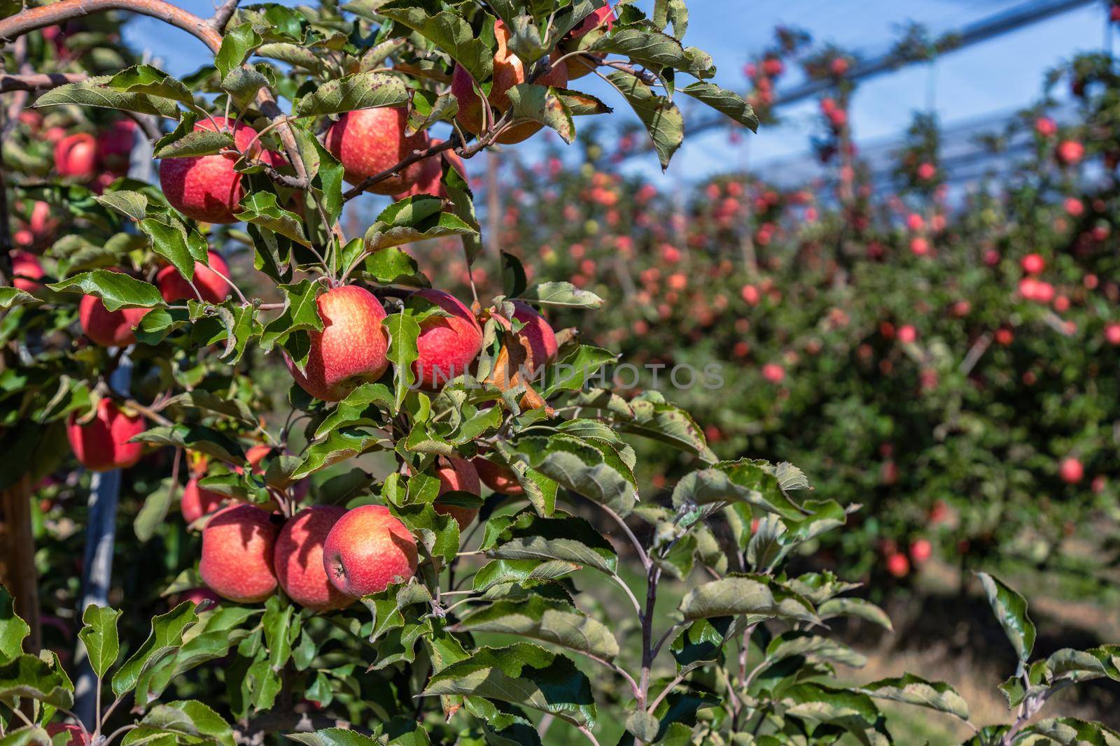 Abundant apple harvest on a Spanish apple orchard by Digoarpi