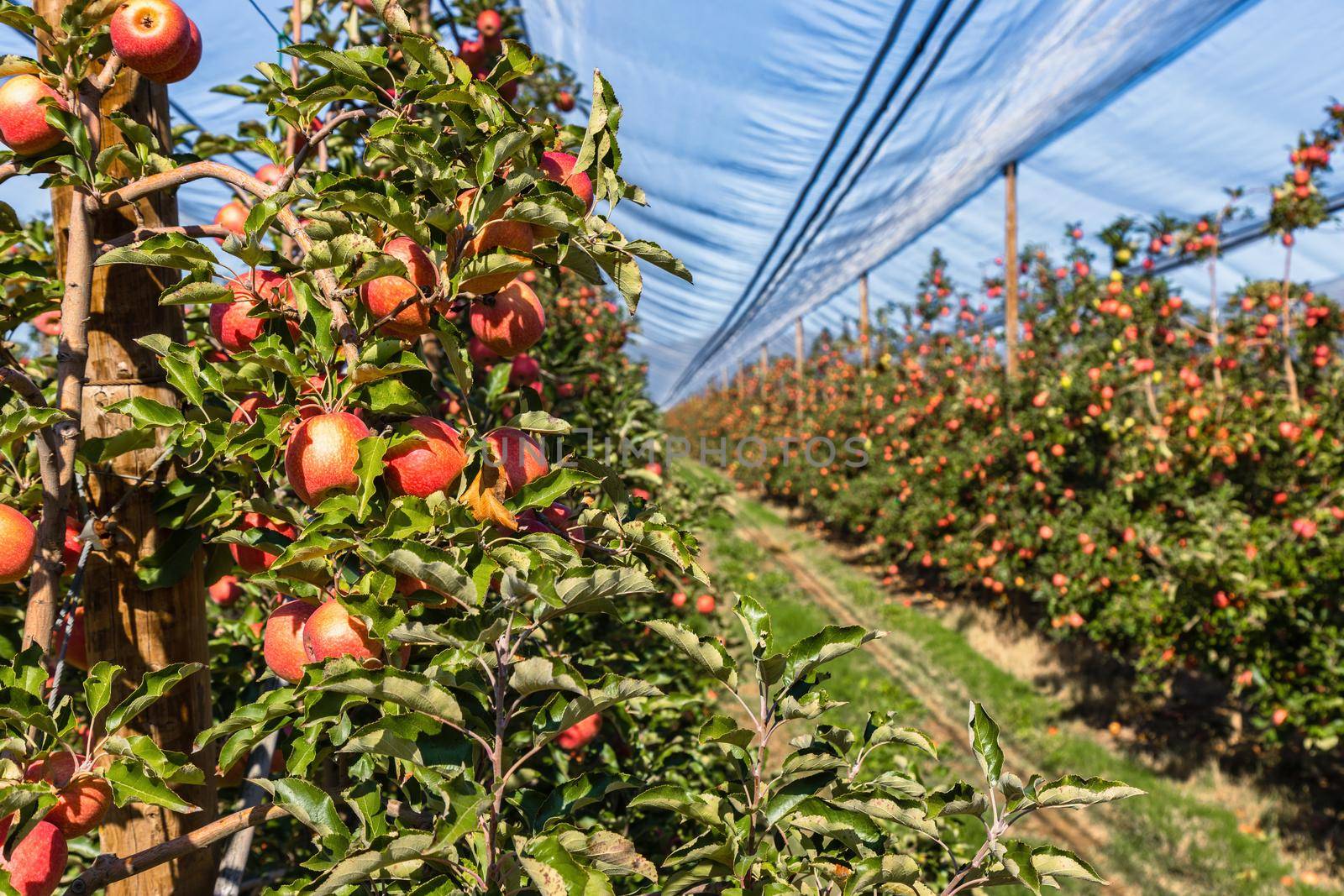 Abundant apple harvest on a Spanish apple orchard